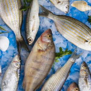 أسماك متنوعه