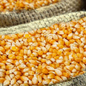 ذرة صفرا (Corn)