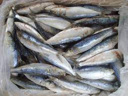 سردين طازج