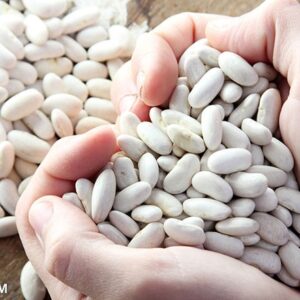 فاصوليا بيضاء